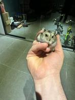 Russische dwerghamster van 22/04, Dieren en Toebehoren, Knaagdieren, Mannelijk, Hamster, Tam