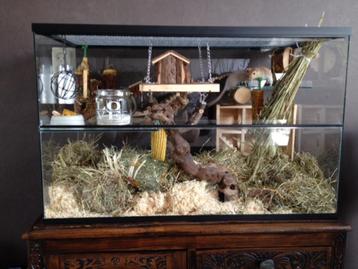 Luxe Terrarium / knaagdierkooi of hok voor Gerbil & Hamster beschikbaar voor biedingen