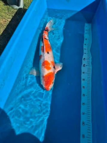 Japanse koi 5 stuks beschikbaar voor biedingen