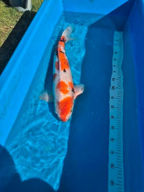 Japanse koi 5 stuks, Dieren en Toebehoren, Vissen | Vijvervissen