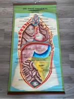 Oude schoolplaat “de ingewanden” Cremers, Enlèvement ou Envoi