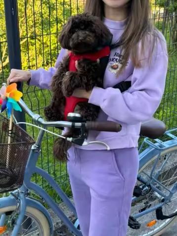 Nieuw! Hondenrugzak tot max 9kg! beschikbaar voor biedingen