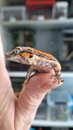 Rhacodactylus Auriculatus Gargoyle Gecko Vrouwtje, Dieren en Toebehoren