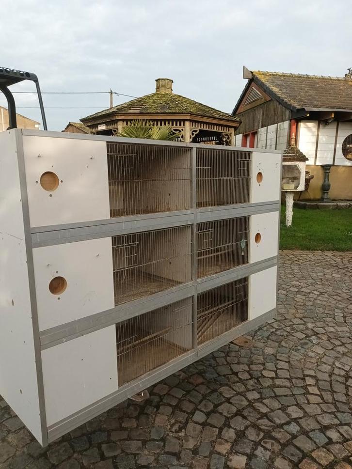 Kweekkooien    volière, Animaux & Accessoires, Oiseaux | Cages & Volières, Volière, Enlèvement