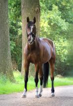 coachingpaard / weidemaatje te koop, Animaux & Accessoires, Chevaux, 11 ans ou plus, Hongre, 165 à 170 cm, Ne s'applique pas