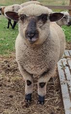 Ramlam Hampshire down, Dieren en Toebehoren