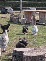 Koppel zwarte brahma  hen + haan, Dieren en Toebehoren, Pluimvee
