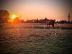 Halve stal op verplaatsing, Dieren en Toebehoren, Paarden