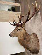 Edelhert shoulder mount ongelijke 16 ender, Verzamelen, Dierenverzamelingen, Ophalen, Nieuw, Wild dier, Opgezet dier