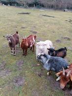 bruin dwerggeit mieke 2 jaar, Dieren en Toebehoren, Schapen, Geiten en Varkens