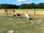 Bonte shetlander, Dieren en Toebehoren, Pony's, Gechipt, Ruin, A pony (tot 1.17m), 7 tot 10 jaar