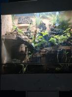 Croot Paludarium, Dieren en Toebehoren, Ophalen of Verzenden, Zo goed als nieuw, Terrarium of Paludarium