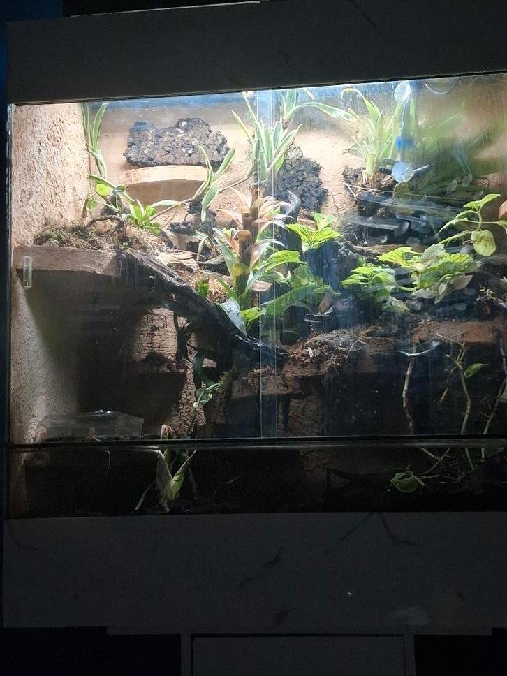 Croot Paludarium, Dieren en Toebehoren, Reptielen en Amfibieën | Toebehoren, Zo goed als nieuw, Terrarium of Paludarium, Ophalen of Verzenden
