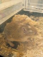 Gerbil dringend huis gezocht