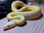Boa cinstrictor imperator, Serpent, Domestique, 0 à 2 ans