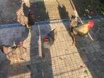 (1) Bleu de landes haan te koop, Dieren en Toebehoren, Pluimvee, Mannelijk, Kip