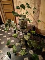 Monstera zoekt nieuwe tbuis, Tuin en Terras, Ophalen