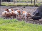 Biggen van onze buitenvarkens te koop! Vader Duroc, Meerdere dieren, Varken, 0 tot 2 jaar