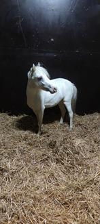 Super mooie pony, Dieren en Toebehoren, Zadelmak