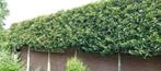 WINTERGROENE LEIBOMEN voor tuin en terras, Tuin en Terras, Ophalen