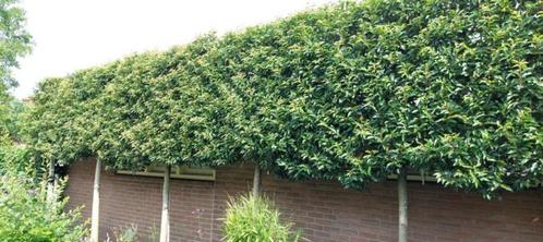 WINTERGROENE LEIBOMEN voor tuin en terras, Tuin en Terras, Planten | Bomen, Ophalen