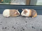 Jonge cavia’s, Dieren en Toebehoren, Knaagdieren, Cavia, Vrouwelijk, Tam, Oktober
