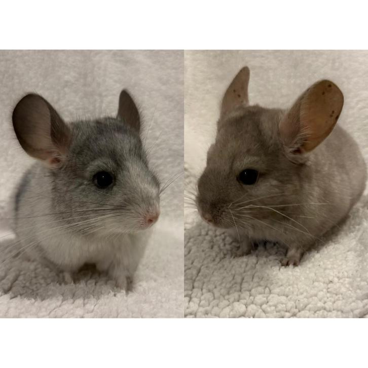 baby chinchillas te koop, Dieren en Toebehoren, Knaagdieren, Meerdere dieren, Chinchilla, September, Tam