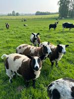 7 mooie jonge baggerbonte ooi lammeren ( vrouwelijk ), Animaux & Accessoires, Moutons, Chèvres & Cochons, Mouton, Femelle
