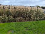 Siergrassen miscanthus graccillius en lampenpoetsersgras, Ophalen, Siergrassen