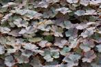 Geranium Dusky Crug, Ophalen