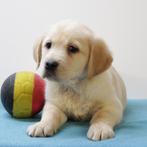 Retriever - Belgische pups te koop, Dieren en Toebehoren, Honden | Retrievers, Spaniëls en Waterhonden, Golden retriever, België