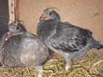Duiven, Dieren en Toebehoren, Vogels | Overige Vogels
