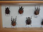 Verzameling kevers taxidermie, Verzamelen, Dierenverzamelingen, Ophalen, Zo goed als nieuw, Insect, Opgezet dier