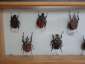 Verzameling kevers taxidermie beschikbaar voor biedingen
