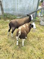 Schaperam lam, Dieren en Toebehoren, Schapen, Geiten en Varkens