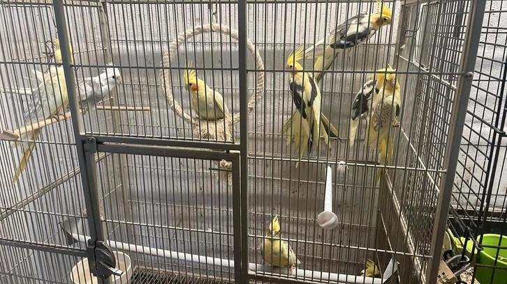 Jonge Valkparkieten 2024 ( Nieuwe Openingstijden ), Dieren en Toebehoren, Vogels | Parkieten en Papegaaien