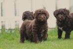 Labradoodle pups, hypo-allergene honden, België, Overige rassen, 8 tot 15 weken, CDV (hondenziekte)