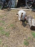 3 dwerggeiten te koop, Dieren en Toebehoren, Schapen, Geiten en Varkens
