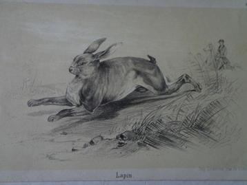 Lithographie d'un lièvre du XIXe siècle 