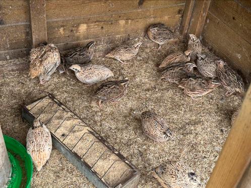Japanse kwartels hennen en hanen, Dieren en Toebehoren, Pluimvee