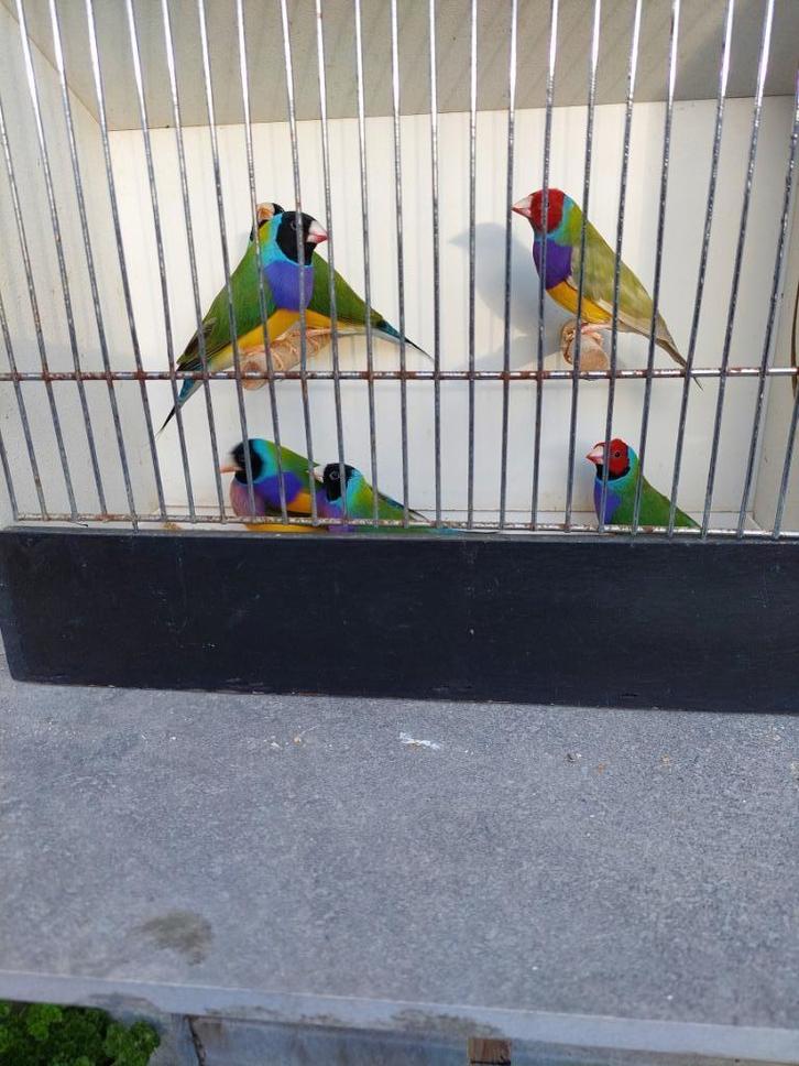 Gouldamadinen, Dieren en Toebehoren, Vogels | Overige Vogels