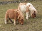 Gezocht!! Voor 2 pony's een weide of paddock, Dieren en Toebehoren