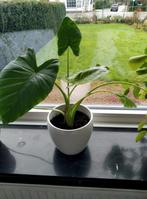 Alocasia gaganea, mooie plant, Ophalen of Verzenden