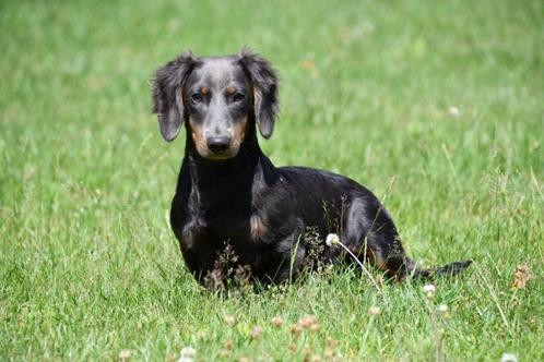 Langharige Teckel pup te koop / reutje, Dieren en Toebehoren, Honden | Teckels en Dashonden, Reu, Langhaar, Dwerg, Fokker | Professioneel
