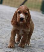 Engelse Cocker pups (verschillende kleuren), België, CDV (hondenziekte), 8 tot 15 weken, Meerdere