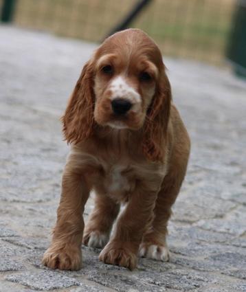 Chiots cockers anglais (différentes couleurs), Plusieurs, Parvovirose, Belgique, Plusieurs animaux