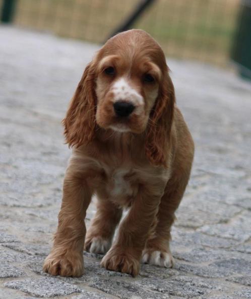 Engelse Cocker pups (verschillende kleuren), Dieren en Toebehoren, Honden | Retrievers, Spaniëls en Waterhonden, Meerdere dieren