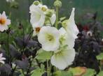 alcea rosea spotlight Polarstar, Jardin & Terrasse, Plantes | Jardin, Plein soleil, Enlèvement, Autres espèces, Bisannuelle