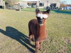 Alpaca merrie's en hengsten, Dieren en Toebehoren