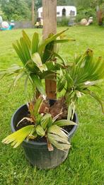 Rhapidophyllum hystrix , Naaldpalm , Palmboom, Ophalen